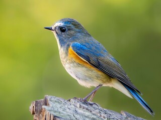 森の木陰で周りを見渡しているルリビタキの雄