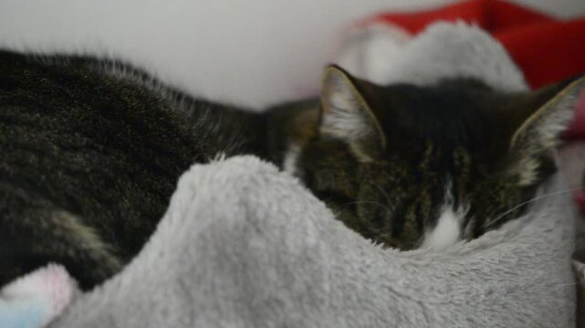 Ein Moment der Ruhe: Eine Entspannte Hauskatze macht ein Nickerchen