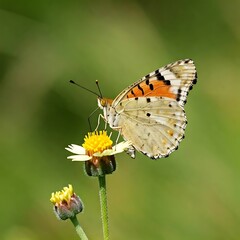 Obraz premium Butterfly on flower green nature against side.