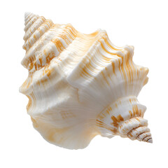 sea shell isolated on white