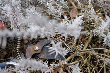 Pair of rusty pruning shears while working on a dried lavender plant. Gardening, plant care, and...
