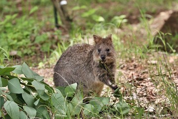 草を食べる笑顔のクオッカ
