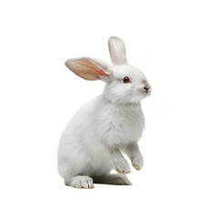 Obraz premium white rabbit isolated