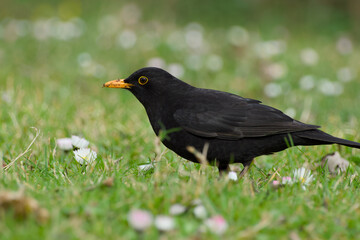 male common blackbird in the green grass close-up