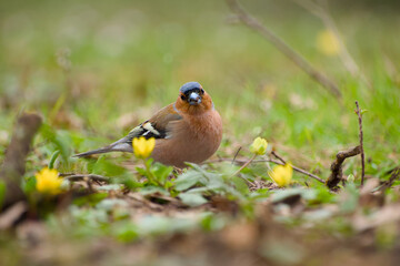 male chaffinch standing on a green meadow close-up