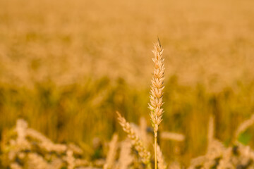summer harvest, ripe ear of wheat in the golden hour close-up