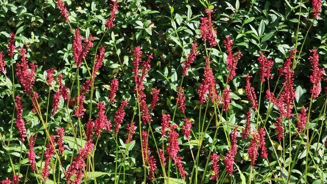 Persicaria flower moving in the wind
