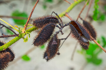 Close-up of spiky seed pods from the Guilandina bonduc tree (grey nicker,nicker bean,fever nut,knicker nut) on a vine. Detail of texture and natural form.