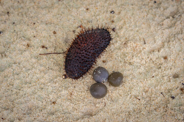 Guilandina bonduc on the beach sand commonly known as grey nicker, nicker bean, fever nut or knicker nut.