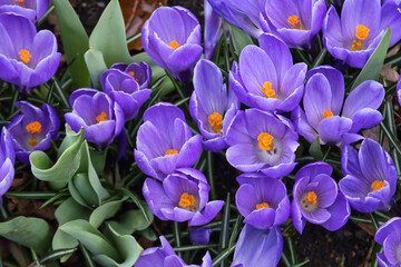 Lila Krokusse