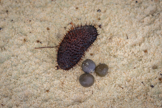 Guilandina bonduc on the beach sand commonly known as grey nicker, nicker bean, fever nut or knicker nut.