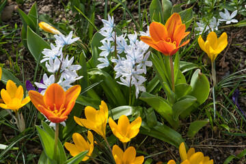 Bunte Frühlingswiese