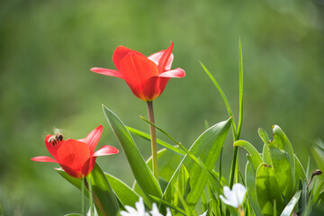 Tulpen in der Wiese