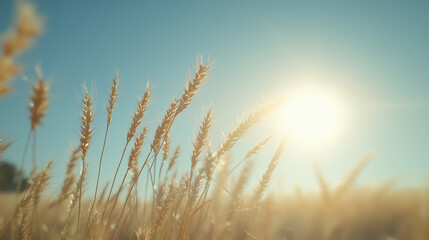 Golden wheat stalks in a sunlit field under a clear blue sky symbolizing growth and harvest