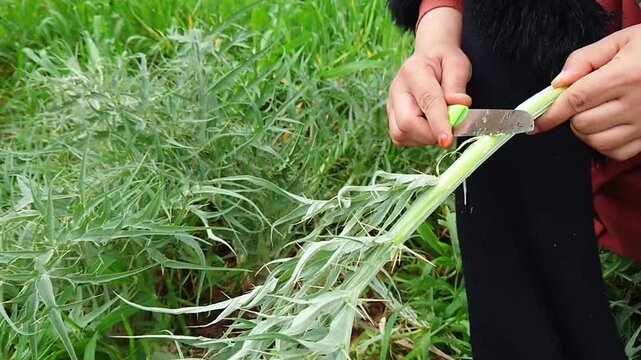 Picking wild artichokes and removing thorns