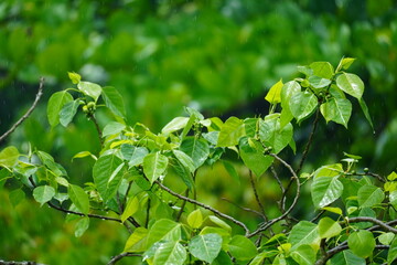 High quality portrait of banyan tree green leaves with natural background, symbol of nature, freshness, and environment.