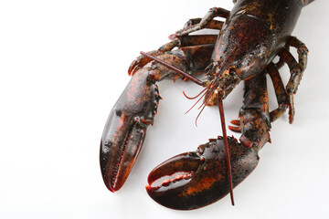 One raw lobster on white marble table, closeup