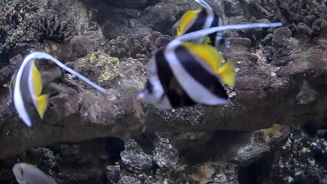 Pennant coralfish floats in an aquarium
