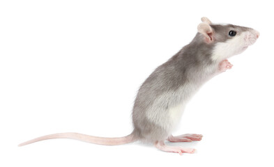 Cute rat on white background. Little pet