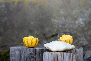 Decorative squashes and white squash patty pan on the plastered background. Vegetable background....