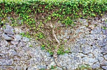 Ivy-Covered Stone Wall with Twisting Vines
