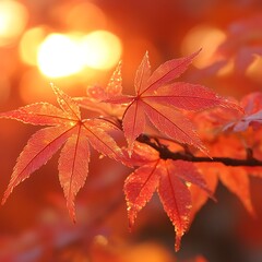 Brilliant autumn foliage illuminated by bright sunlight in nature