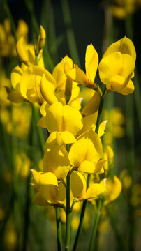 Gen&ecirc;t d'Espagne (Spartium junceum)