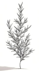 Fototapeta premium Rosemary Sprig for Line Art, White Background.