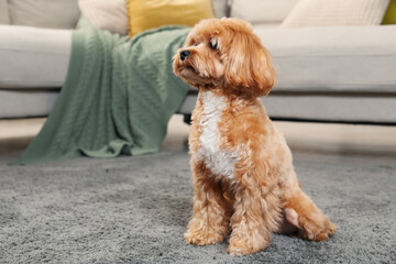 Cute Maltipoo dog on carpet at home, space for text