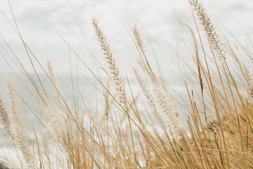 Coastal Grass Blades in Soft Focus