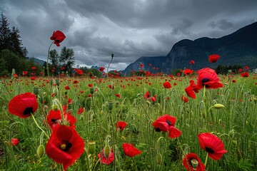 Poppies Bloom in Meadow under Stormy Sky Mountains & Trees Frame Grassy Field with Vibrant Red Flowers near Forest