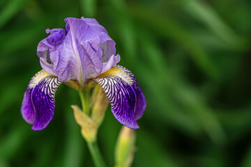 spring floral background of flowering iris on a flowerbed in the park close up