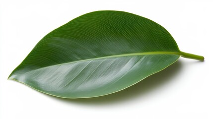 Obraz premium A close-up of a vibrant green leaf against a white background, showcasing its intricate texture and fine details, Perfect for nature projects, wellness themes, or eco-friendly designs,