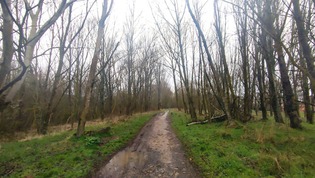 Camino de tierra y barro entre bosque un d&iacute;a lluvioso 