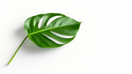 A vibrant green monstera leaf rests on a white background, highlighting its intricate shapes and textures, This image can be used for nature-themed designs, botanical illustrations