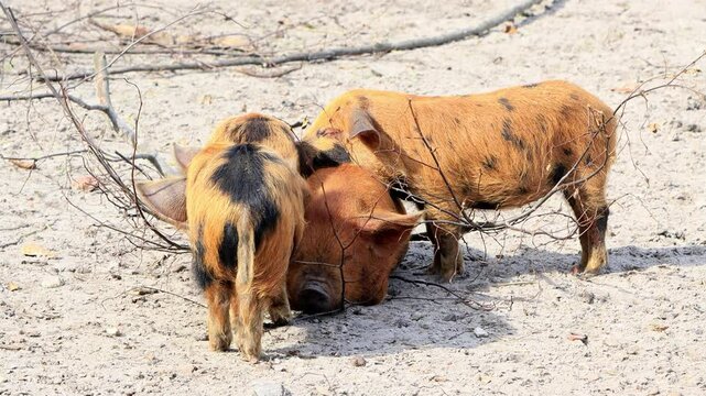 pig family kunekune resting and cuddling
