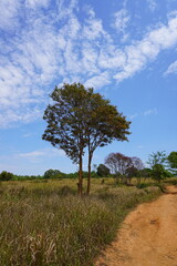 Obraz premium lonely tree in the field