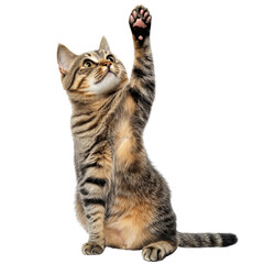 Obraz premium Playful tabby cat reaching up with paw extended on transparent background Concept of curiosity, pet ownership, and playful feline behavior