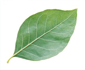 Obraz premium Single, healthy, vibrant green leaf. Detailed leaf veins visible