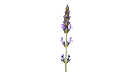 Obraz premium Lavender Flower PNG