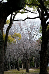 Trees inside Osaka Park, Japan transitioning to spring.