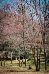 Trees in Yoyogi Park in Tokyo Japan.