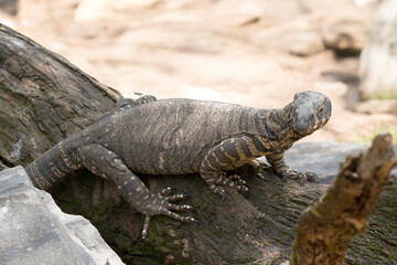 the lace lizard is on a branch