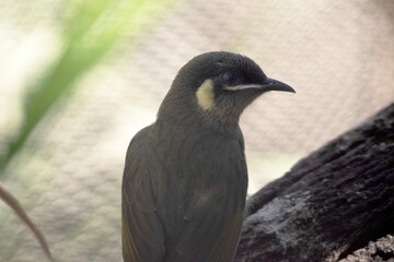 this is a close up of a lewins honeyeater