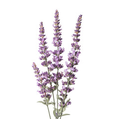 Fototapeta premium Three sprigs of fragrant purple lavender flowers on a transparent background, perfect for aromatherapy, relaxation, and natural beauty concepts