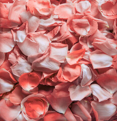 Natural background of rose petals