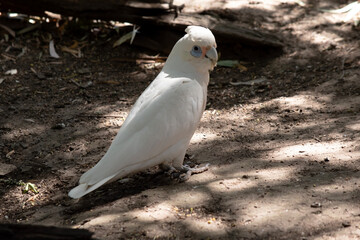 this is a side view of a little corella