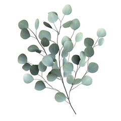 3D Eucalyptus Plant with Round Silvery Leaves Isolated on Transparent Background