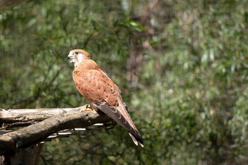 the nankeen kestrel is perched on wood