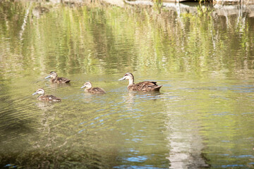 the Pacific black duck is swimming with her 3 ducklings